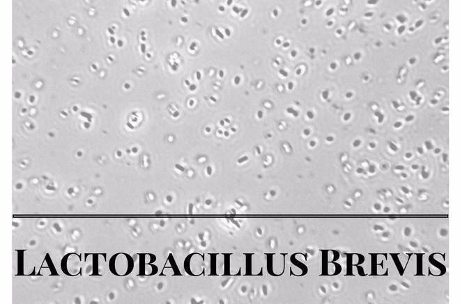 Lactobacillus brevis Lactobacillus Brevis Benefits amp Side Effects ProbioticsAmericacom