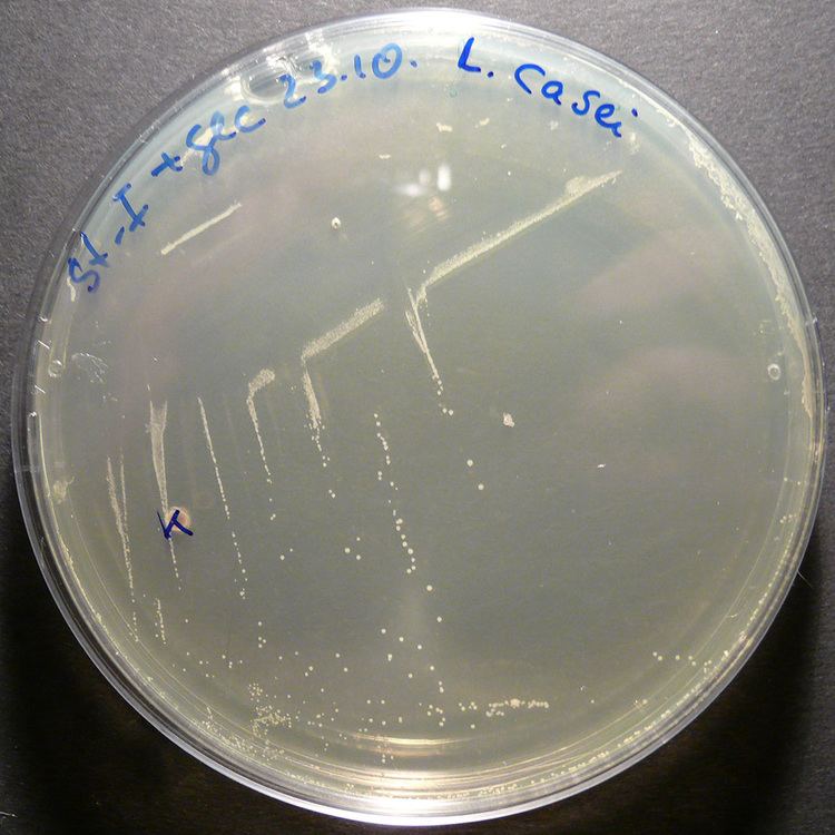 Lactobacillus casei Lactobacillus casei Wikipedia