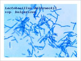 Lactobacillus delbrueckii subsp. bulgaricus