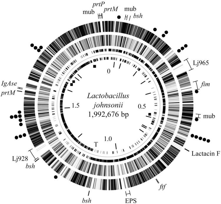 Lactobacillus johnsonii The genome sequence of the probiotic intestinal bacterium