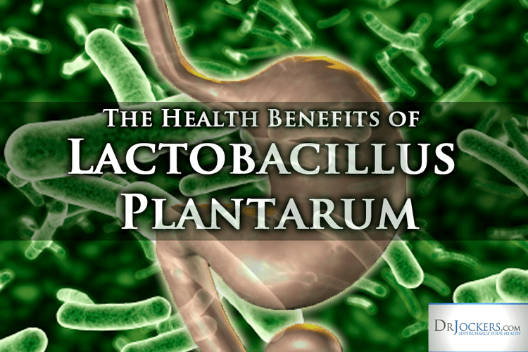 Lactobacillus plantarum The Health Benefits of Lactobacillus Plantarum