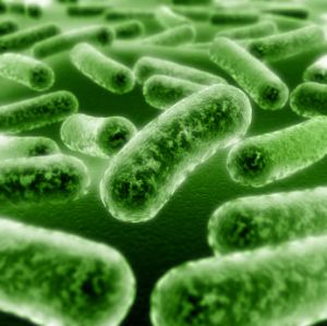 Lactobacillus plantarum bacteria Sorvita Health Products