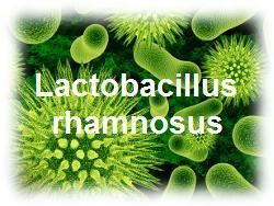 Lactobacillus rhamnosus Lactobacillus GG and its potential role in tolerance development