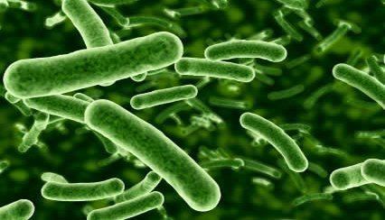 Lactobacillus rhamnosus LACTOBACILLUS RHAMNOSUS GG EXHIBITS WIDESPECTRUM COAGGREGATION WITH