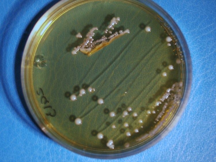 Lactobacillus sakei Lactobacillus sakei Wikipedia