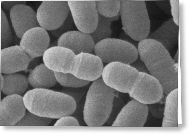 Lactobacillus sakei Sem Of Lactobacillus Sakei Photograph by Scimat