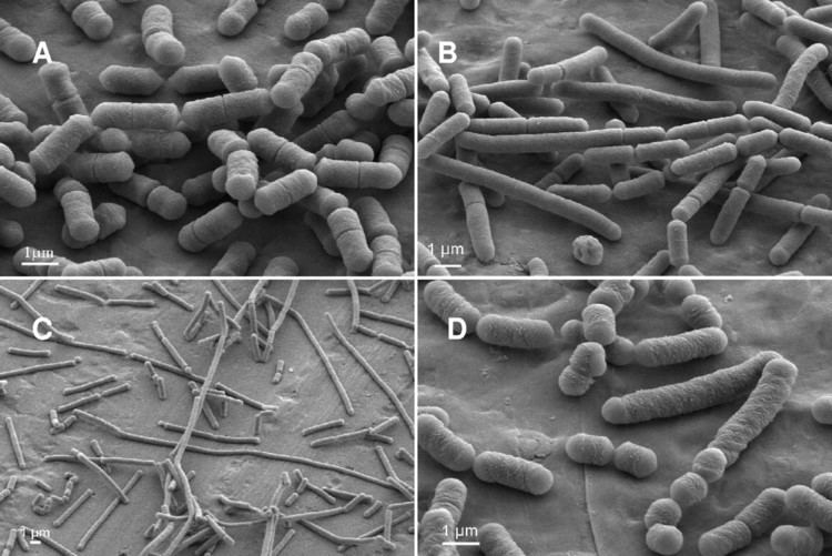 Lactobacillus sakei Behavior of the MeatBorne Bacterium Lactobacillus sakei during Its