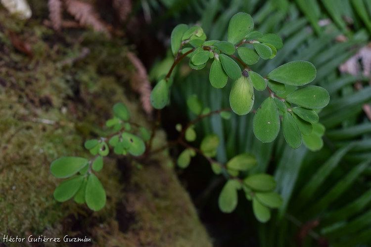 Lactoris Lactoris fernandeziana Arbusto endmico de la isla Robinso Flickr