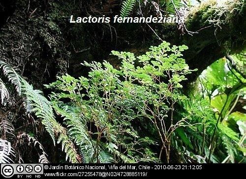 Lactoris Lactoris fernandeziana with title Tropical Biodiversity