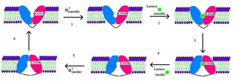 Lactose permease Structural BiochemistryMembrane ProteinsSymporters Wikibooks