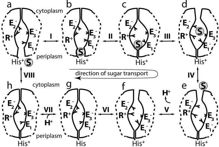 Lactose permease Substrate Transport in Lactose Permease