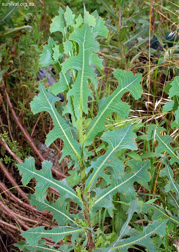 Lactuca serriola Prickly Lettuce Edible Weeds and Bush Tucker Plant Foods