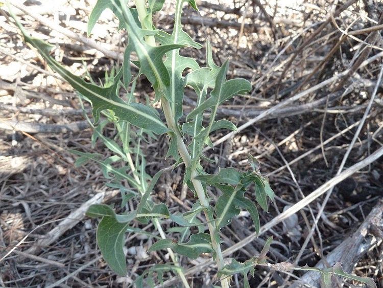 Lactuca saligna Lactuca salignaFriends of Queens Park Bushland Friends of Queens