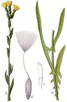 Lactuca saligna httpsuploadwikimediaorgwikipediacommonsthu