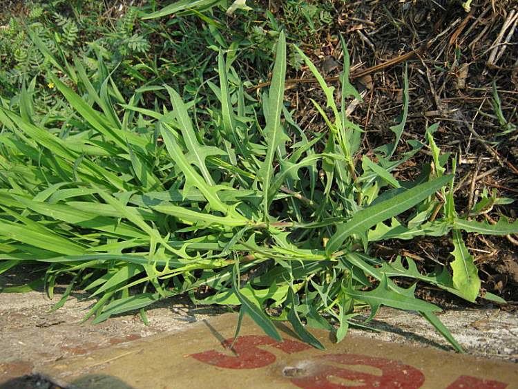 Lactuca saligna Lactuca saligna Lattuga a foglie di salice