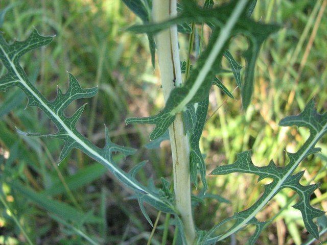 Lactuca saligna Willow Leafed Lettuce Lactuca saligna Guide to Kansas Plants