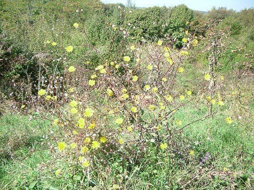 Lactuca saligna AgroAtlas Relatives Lactuca saligna L Willowleaf Lettuce