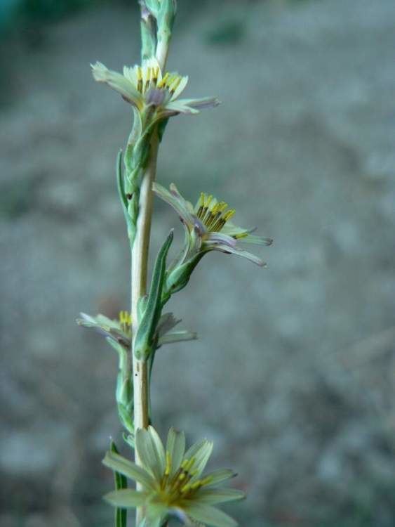 Lactuca saligna Lactuca saligna Lattuga a foglie di salice