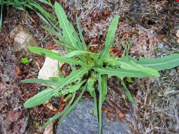 Lactuca tatarica FileLactuca tataricajpeg Wikimedia Commons