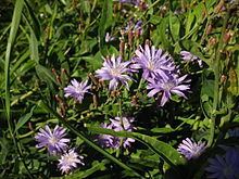 Lactuca tatarica httpsuploadwikimediaorgwikipediacommonsthu