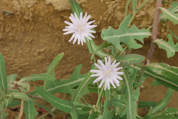 Lactuca tatarica Lactuca tatarica