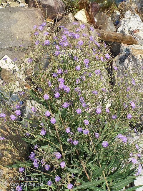 Lactuca tatarica The Bulgarian flora online Lactuca tatarica picture 8