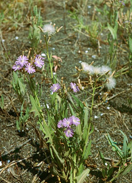 Lactuca tatarica Lactuca tatarica Red Data Book of Bulgaria