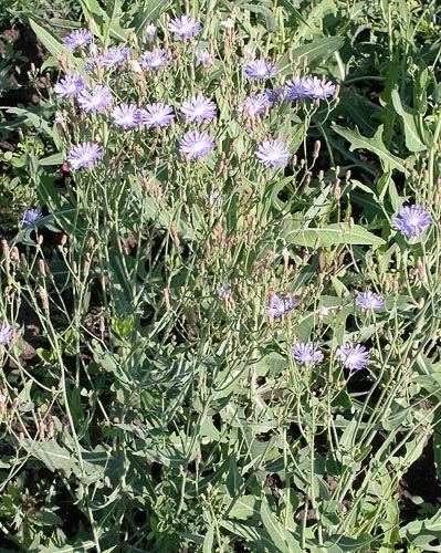 Lactuca tatarica AgroAtlas Weeds Lactuca tatarica L CAMey Tatar Lettuce