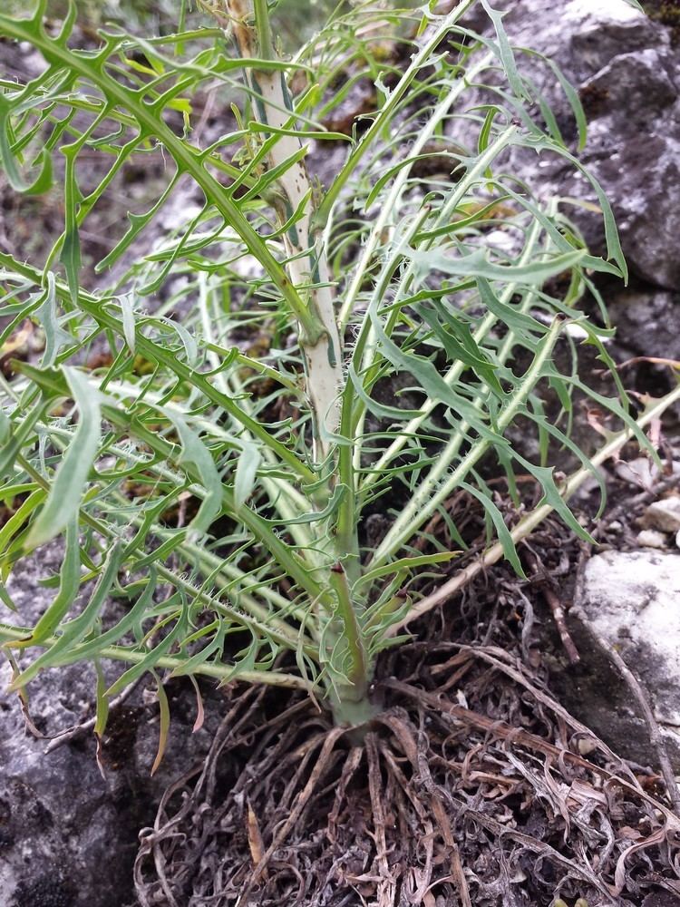 Lactuca viminea Lactuca viminea Wikiwand