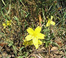 Lactuca viminea httpsuploadwikimediaorgwikipediacommonsthu