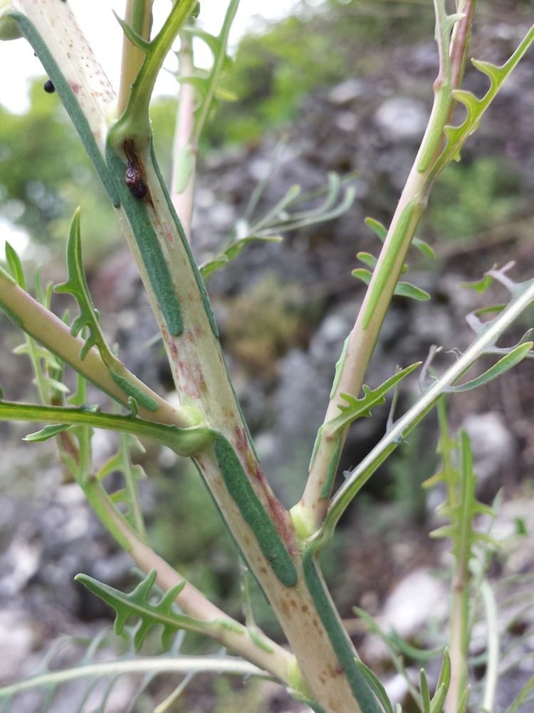 Lactuca viminea FileLactuca viminea sl5jpg Wikimedia Commons