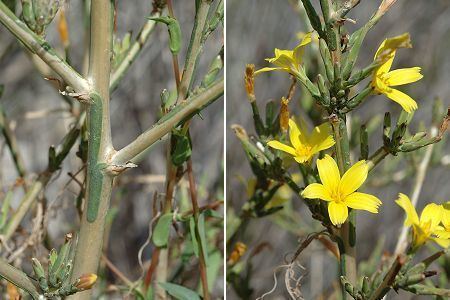 Lactuca viminea Lactuca viminea