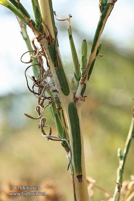 Lactuca viminea The Bulgarian flora online Lactuca viminea picture 3