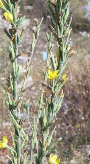 Lactuca viminea Lactuca viminea Lattuga alata