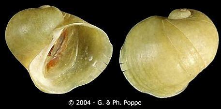 Lacuna (gastropod) wwwgastropodscomShellImagesGLLacunapallidu