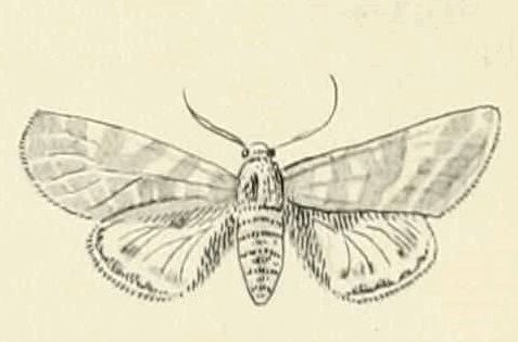 Lacydes spectabilis