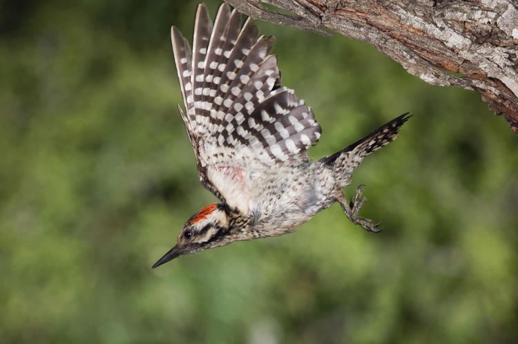 Ladder-backed woodpecker Ladderbacked Woodpecker Audubon Field Guide