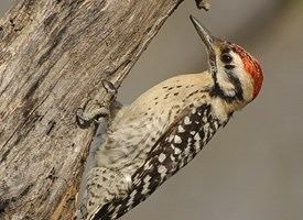 Ladder-backed woodpecker Ladderbacked Woodpecker Identification All About Birds Cornell