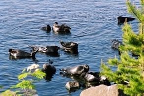Ladoga seal Tatjana Shibaeva The Rufford Small Grants for Nature Conservation