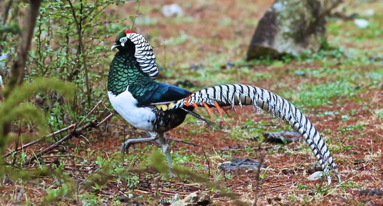 Lady Amherst's pheasant Lady Amherst39s Pheasant males court in vanishing Asian forests