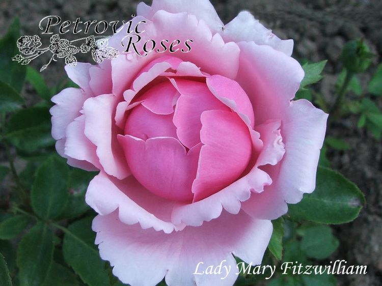 Lady Mary FitzWilliam Lady Mary Fitzwilliam Petrovic Roses