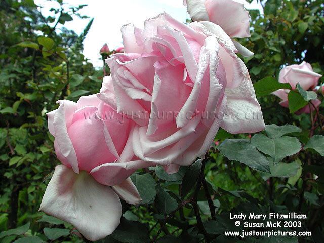 Lady Mary FitzWilliam Just our Pictures of Roses Lady Mary Fitzwilliam picture