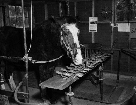 Lady Wonder Lady Wonder the quottalking horsequot of Virginia at her quottypewriter