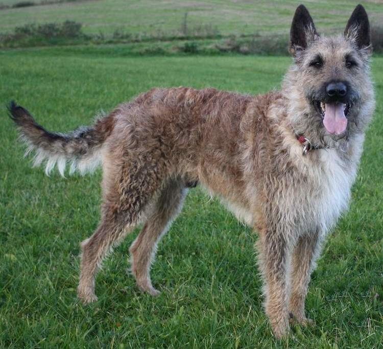 Laekenois dog Belgian Shepherd Dog Groenendael Tervuren Malinois Laekenois