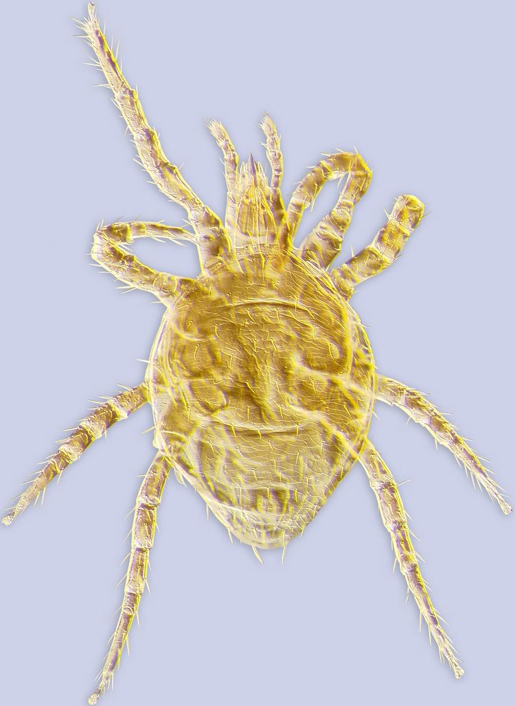 Laelapidae insectsummzlsaumichedubeemitesSpeciesAccoun