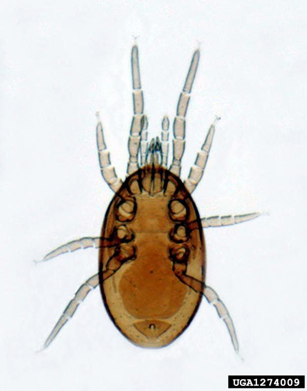 Laelapidae mite Acari Laelapidae 1274009