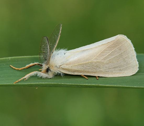 Laelia coenosa Lepidoptera of Belgium Laelia coenosa