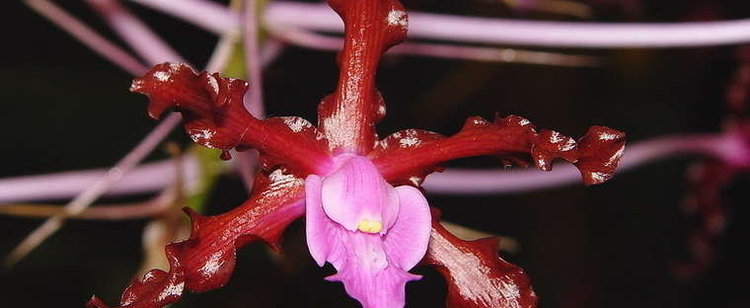 Laelia undulata Species Orchid Undulate Laelia Laelia undulata