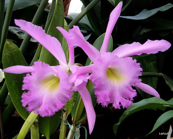 Laeliocattleya Laeliocattleya Elisabeth Fulton Michel and other cattleya orchids
