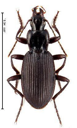 Laemostenus Carabidae Europa